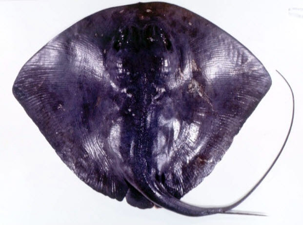 Pteroplatytrygon violacea_05.jpg